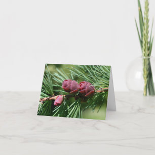 Cartão De Notas Fotografia da Natureza de Pinhas de Bebê