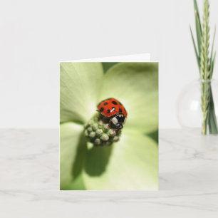 Cartão De Notas Fotografia de Joaninha na Flor de Corniso