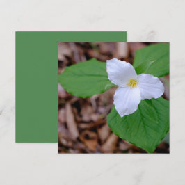 Cartão De Notas Fotografia de Trillium de Primavera sem Edição