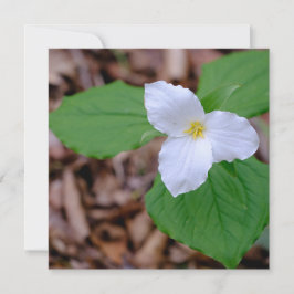 Cartão De Notas Fotografia de Trillium de Primavera sem Edição