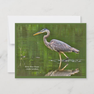 Cartão De Notas Garça-azul-grande (Ardea herodias)