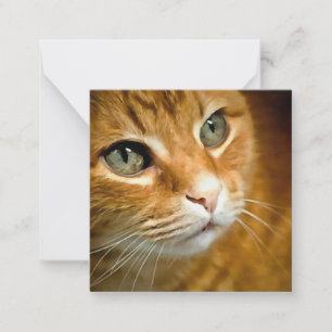 Cartão De Notas Ginger Tabby Cat Posicionando Retrato