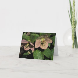 Cartão De Notas Hellebore rosa