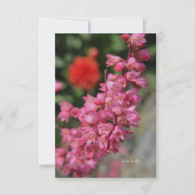 Cartão De Notas Heuchera rosa (Frente)