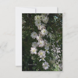 Cartão De Notas Incomum Enquanto Clematis
