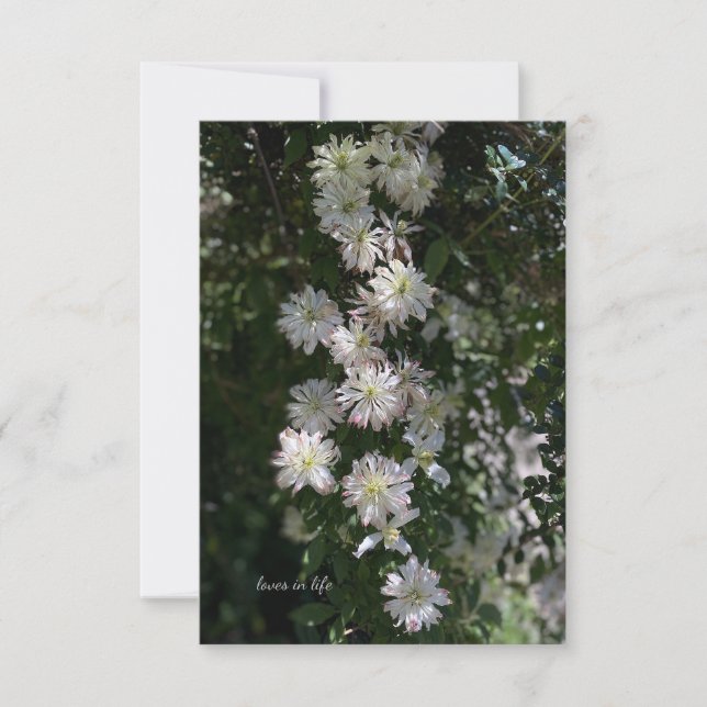 Cartão De Notas Incomum Enquanto Clematis (Frente)