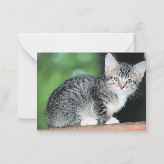 Cartão De Notas Kitten (Frente)