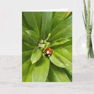 Cartão De Notas Ladybug em Flores