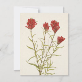 Cartão De Notas Lanceleaf Paintbrush por Mary Vaux Walcott