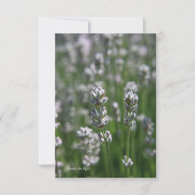 Cartão De Notas Lavanda branca (Frente)