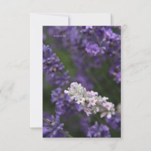 Cartão De Notas Lavanda branca e roxa