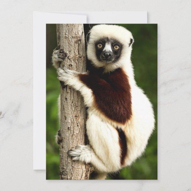 Cartão De Notas Lêmure Sifaka na Floresta de Madagascar (Frente)