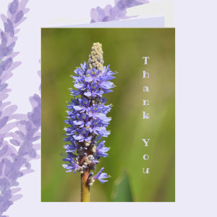 Cartão De Notas Lilac Purple Pickerelweed Flower Note Cards