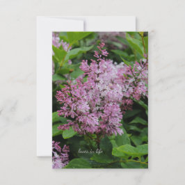 Cartão De Notas Lovely Lilac