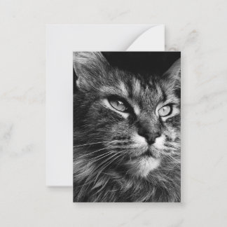 Cartão De Notas Maine coon cat 3,5 x 2,5