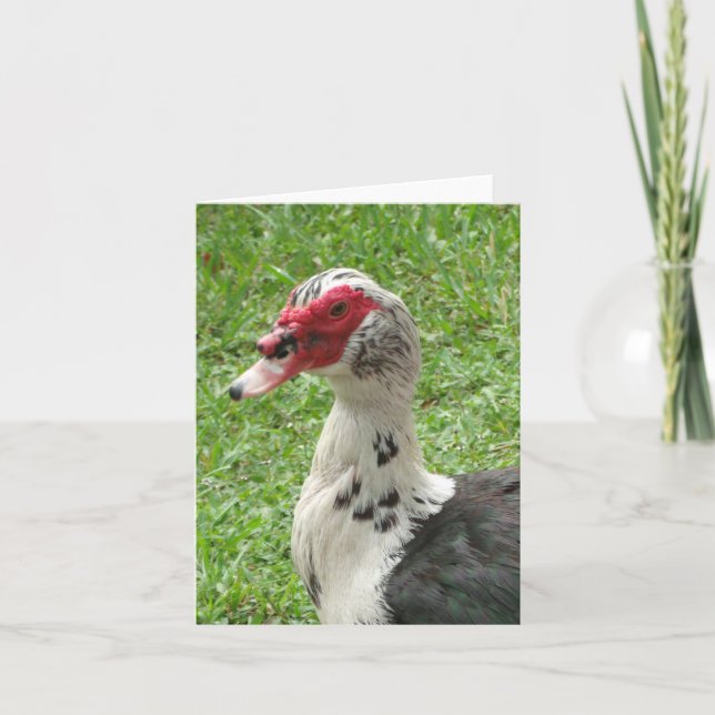 Cartão De Notas Muscovy Duck Photo Folded Note Card (Frente)