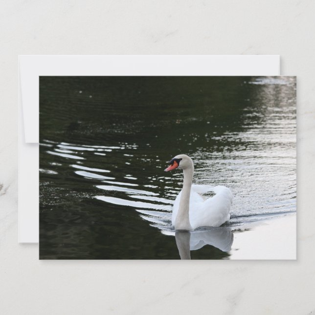 Cartão De Notas Mute Swan (Frente)