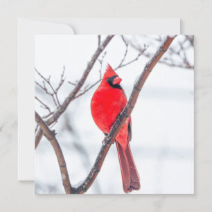Cartão De Notas Notecard plano cardinal de inverno
