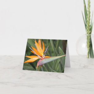 Cartão De Notas Pássaro da Placa de Nota do Vazio da Flor do Paraí