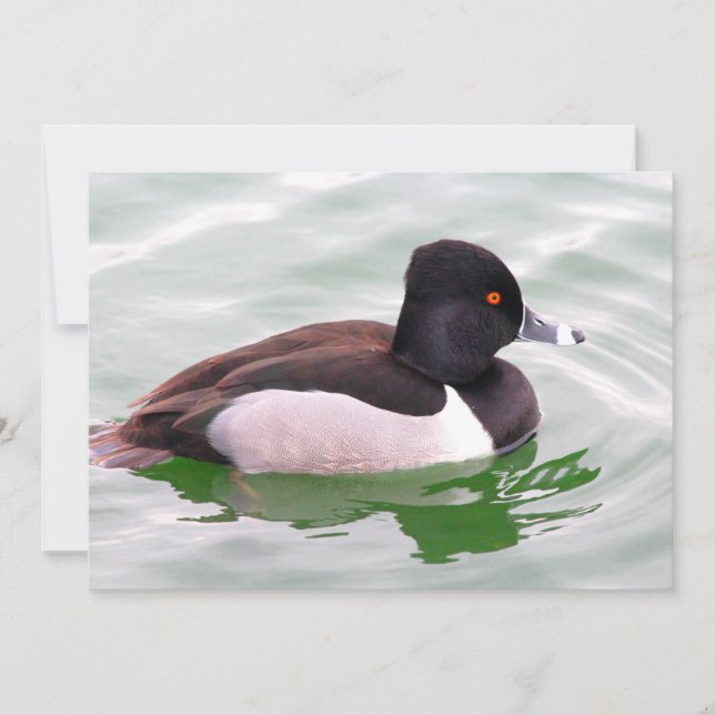 Cartão De Notas Pato Colado do Anel (Frente)