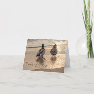 Cartão De Notas Patos na Praia Pensando em você