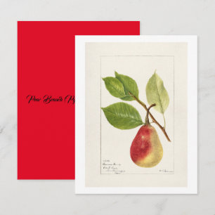 Cartão De Notas Pear Branch (Pyrus Communis)(1893) Small