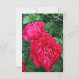 Cartão De Notas Penônio Rosa Vermelho