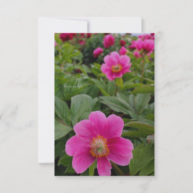 Cartão De Notas Peônias cor-de-rosa solteiro (Frente)