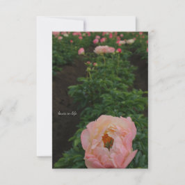Cartão De Notas Peony Rosa Independente