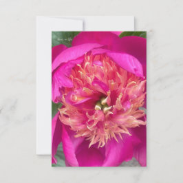 Cartão De Notas Peony Rosa Quente Aproximado