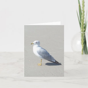 Cartão De Notas Placa de Nota de Foto Dobrada do Ring Billed Gull