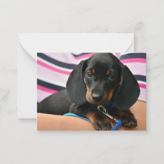 Cartão De Notas Placa de Nota de Puppy Dachshund - Placa de Nota P