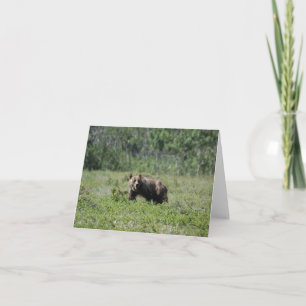 Cartão De Notas Placa de Nota do Vazio de Fotografia do Bear