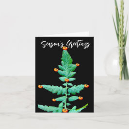 CARTÃO DE NOTAS PLACA DE VESTUÁRIO DE FOTOS DE ÁRVORE DE TOMATO