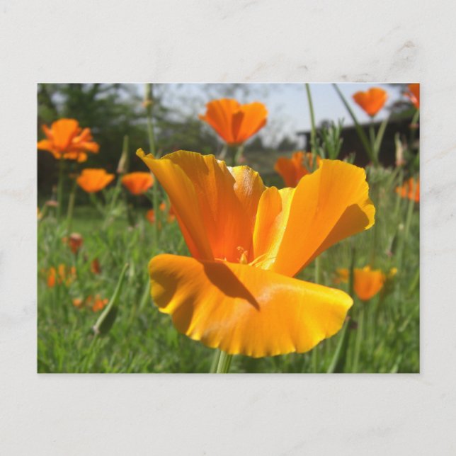 Cartão de Notas Poppy (Frente)