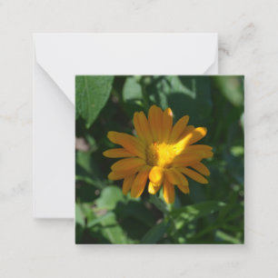 Cartão De Notas Pote de laranja Marigold Flor (Calendula officinal