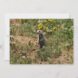 Cartão De Notas Prairie Dog Solo