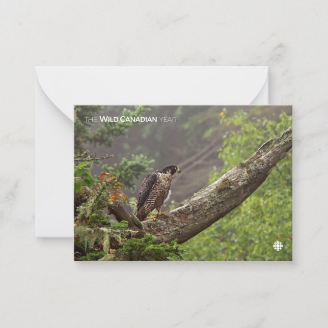 Cartão De Notas Queda - Falcão Peregrino (Frente)