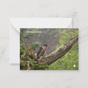 Cartão De Notas Queda - Falcão Peregrino