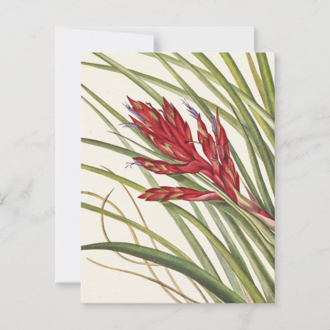 Cartão De Notas Quill-Leaf Tillandsia por Mary Vaux Walcott (Frente)