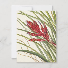 Cartão De Notas Quill-Leaf Tillandsia por Mary Vaux Walcott