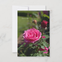 Cartão De Notas Rosa Rosa Rosa Rosa e Bud Rosa Rosa Rosa Rosa