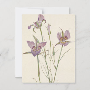 Cartão De Notas Sagebrush Mariposa por Mary Vaux Walcott