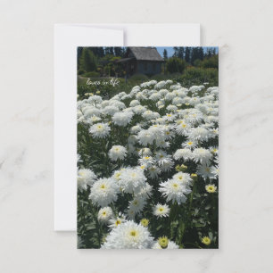 Cartão De Notas Shasta Daisies