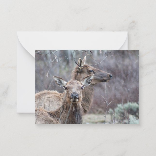 Cartão De Notas Snowy Elk (Frente)