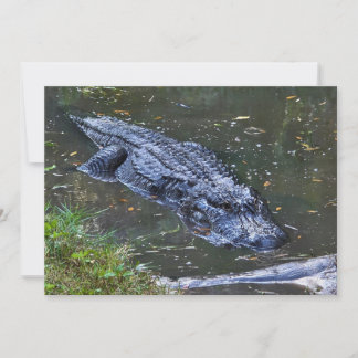 Cartão De Notas Sombra nas Águas Rasas