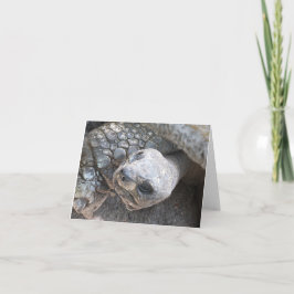 Cartão De Notas Tortoise Face numa placa de vazio