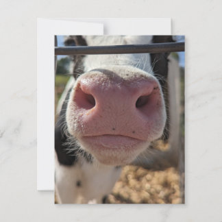 Cartão De Notas Vaca Leiteira em uma Fazenda na Pensilvânia