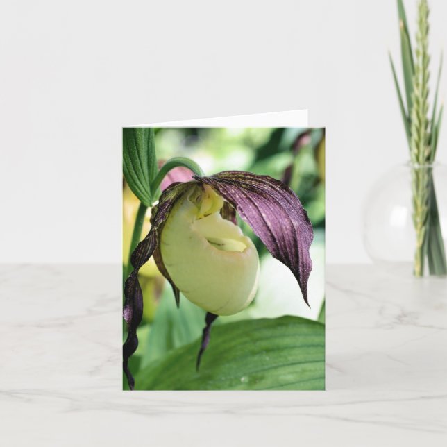 Cartão De Notas White Lady Slipper Orchid Flower Photography  (Frente)