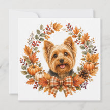 Yorkshire Terrier Outono